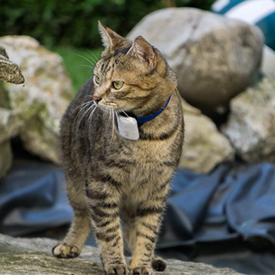 colliers GPS pour chats - Girafus sur un chat debout dans la nature