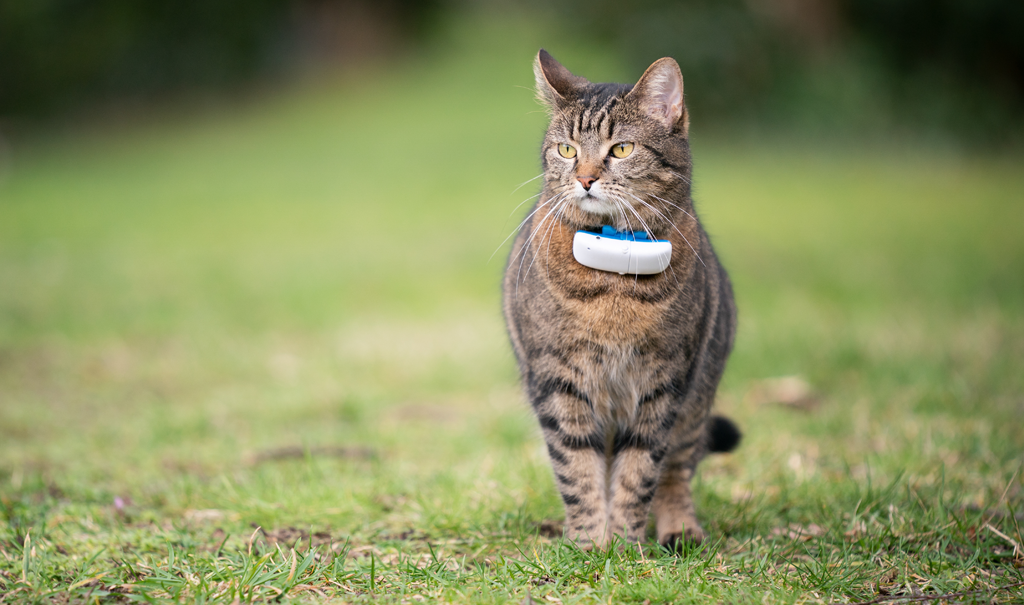 Chat qui marche avec un collier GPS dans l'herbe