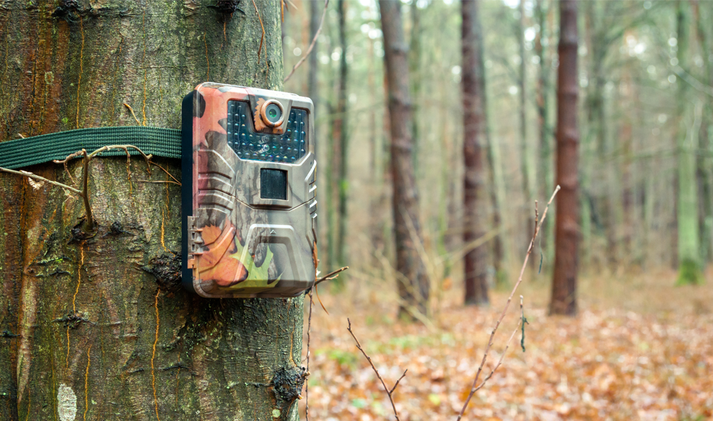 Caméra de chasse attachée à un arbre dans la forêt